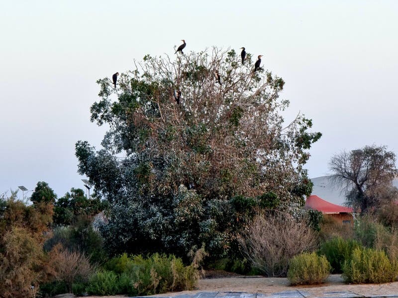 The Al Wathba lake campsite has capacity for 120 people and you can set up tents or use an RV to take in the beauty of the desert up close. The camp also includes 24 picnic sites with space for barbecues and 3,000 square metres of recreation space for over 500 visitors.Looking to get active while taking in the stunning desert landscape? The project also has 1,400 metres of walking and running track around the lake, a 1,200-metre cycle path, two volleyball courts and seven playgrounds. Phew. You can also climb up to one of the site’s two observation decks to take in the panoramic views. The Al Wathba lake campsite has capacity for 120 people and you can set up tents or use an RV to take in the beauty of the desert up close. The camp also includes 24 picnic sites with space for barbecues and 3,000 square metres of recreation space for over 500 visitors.Looking to get active while taking in the stunning desert landscape? The project also has 1,400 metres of walking and running track around the lake, a 1,200-metre cycle path, two volleyball courts and seven playgrounds. Phew. You can also climb up to one of the site’s two observation decks to take in the panoramic views.