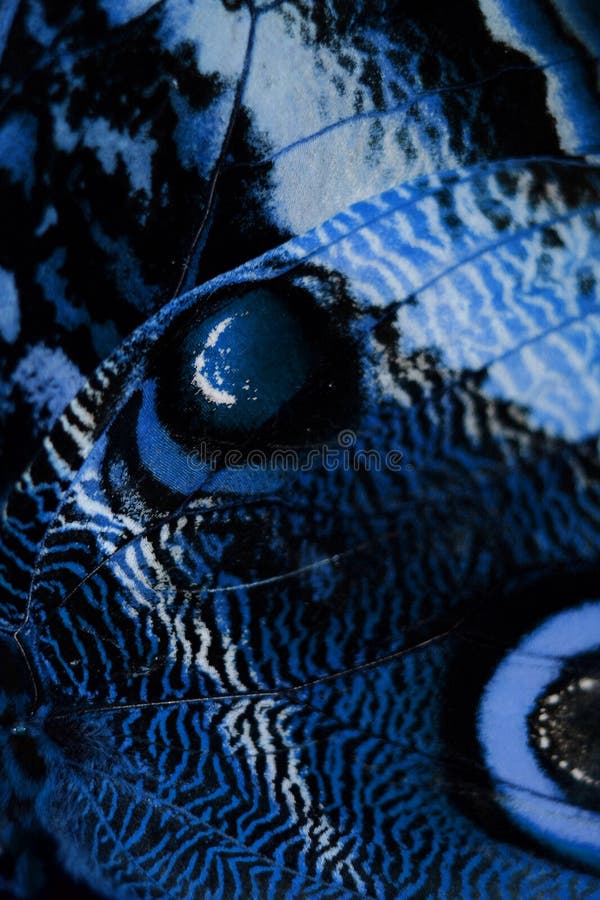 Ala azul de la mariposa fotografía de archivo libre de regalías Ala azul de la mariposa fotografía de archivo libre de regalías