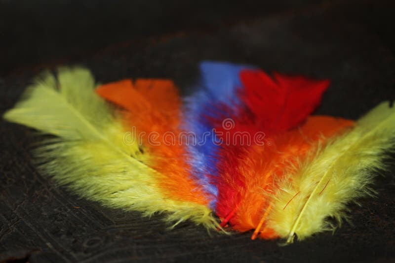 Ala colorida de la pluma, colores vivos
