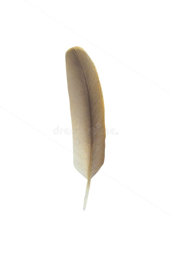 Ala della piuma di Brown dell'uccello isolata su fondo bianco fotografia stock Ala della piuma di Brown dell'uccello isolata su fondo bianco fotografia stock