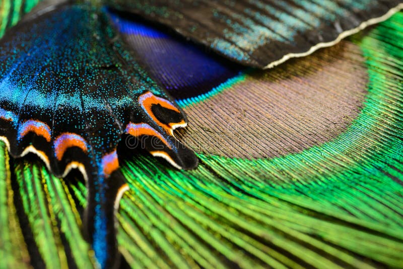 Abstract picture of Butterfly wing and peacock feather. Abstract picture of Butterfly wing and peacock feather