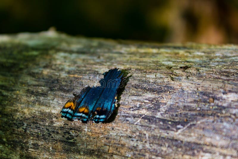 Ala quebrada de la mariposa que se sienta en un registro foto de archivo libre de regalías Ala quebrada de la mariposa que se sienta en un registro foto de archivo libre de regalías