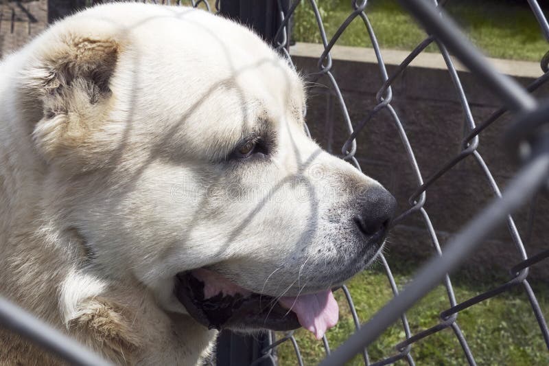 Zentraler Asiatischer SchäferhundHund Stockbild Bild von schutz