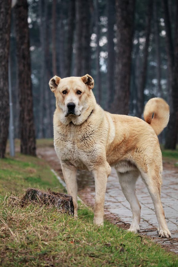 Alabai Hund Weiß Großer Weißer Hund Alabai Lizenzfreie Stockbilder
