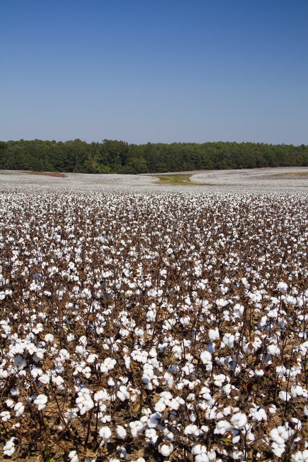Cotton Fields Back Home stock photo. Image of daytime 12766184