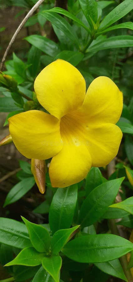 Alamanda é Também Frequentemente Referida Como Flor Dourada Da Flor Amarela  De Trompete Flor Ou Flor Da Borboleta. Imagem de Stock - Imagem de serra,  erva: 221559011