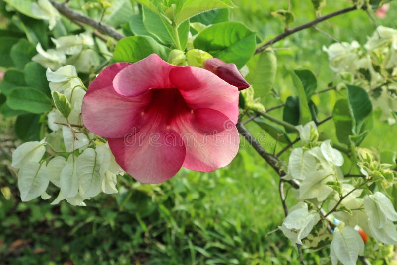 Alamanda Rosa Y Malvado Blanco Imagen de archivo - Imagen de flores,  fresco: 231258571