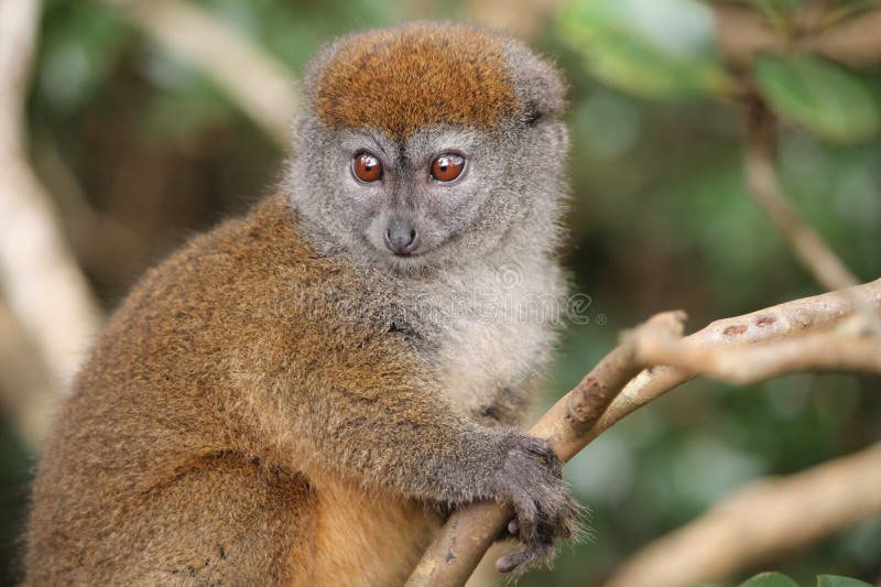 The Alaotran gentle lemur, from Madagascar, has a woolly, dense, dark-grey coat, with a chestnut tinge on the crown. The head is rounded, the muzzle blunt and the ears are short. Good depth of field with blurred Madagascan jungle in background. The Alaotran gentle lemur, from Madagascar, has a woolly, dense, dark-grey coat, with a chestnut tinge on the crown. The head is rounded, the muzzle blunt and the ears are short. Good depth of field with blurred Madagascan jungle in background.