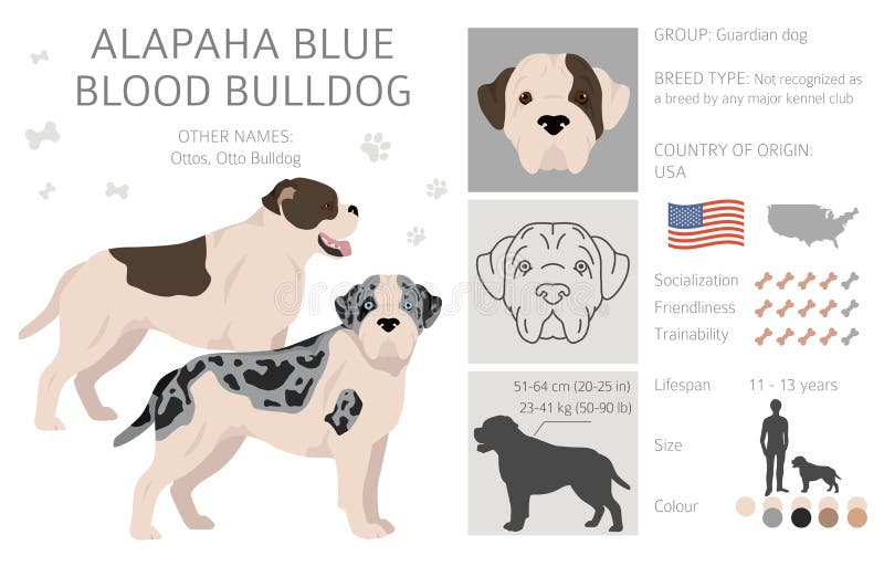 Alapaha Blue Blood Bulldog Clipart. Different Poses, Coat Colors Set Stock  Vector - Illustration of funny, bulldog: 251643226