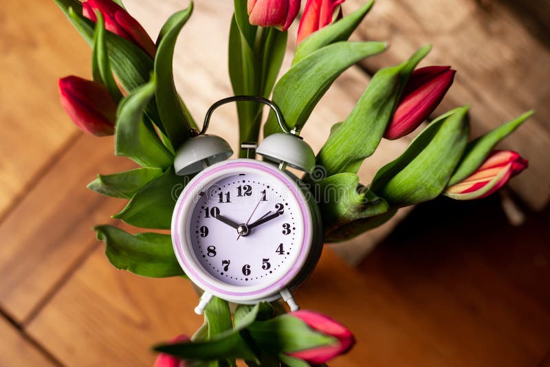Alarm clock in tulip flowers on wooden background. Concept of time as gift, congratulations, onset of spring royalty free stock photos