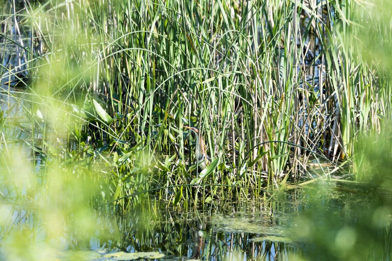 Alarm Minste Moederloog stock fotografie Alarm Minste Moederloog stock fotografie