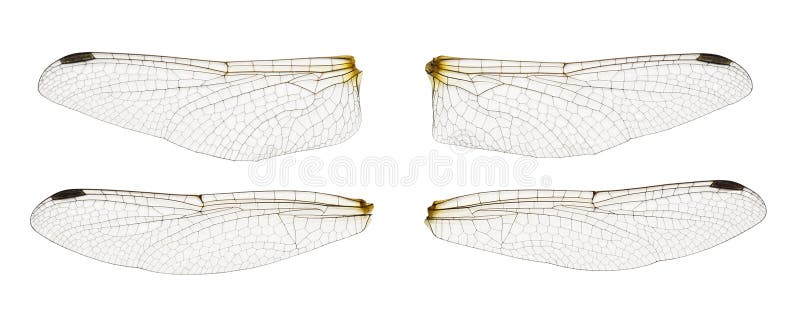 Alas de libélula foto de archivo