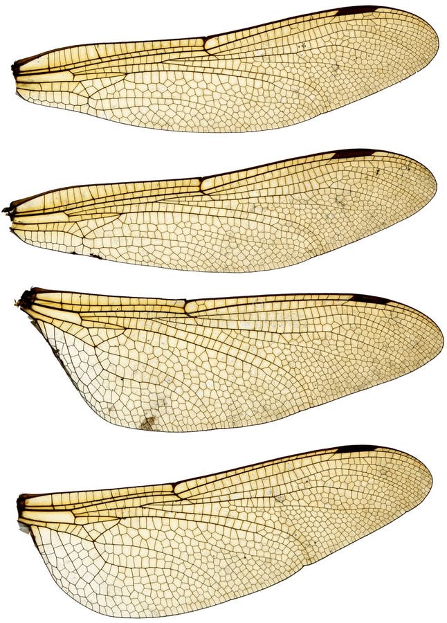 Conjunto de Alas de Libélula fotos de archivo