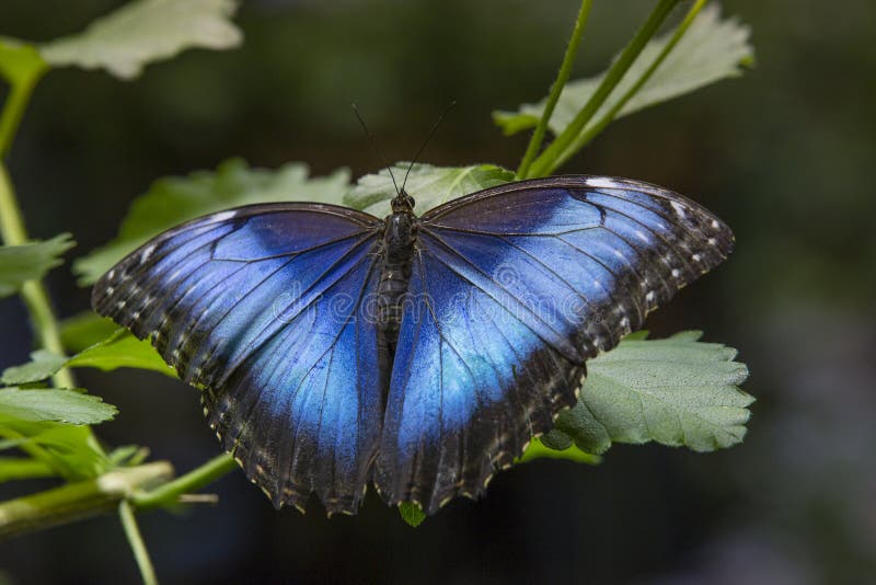Alas de la mariposa azul común de Morpho fotos de archivo libres de regalías Alas de la mariposa azul común de Morpho fotos de archivo libres de regalías