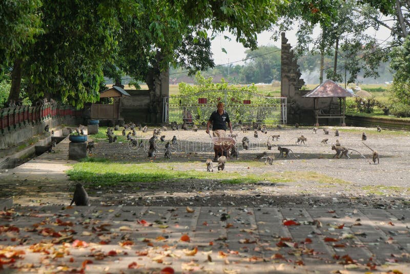 kedaton alas monkey forest setember bali indonesia