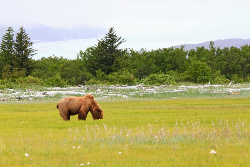 Samec pobřežní hnědý medvěd pastviny na nový jaro sladký sůl trávy v louka ledovec v v nazdar záliv, se nachází v v Aljaška ukazuje z rameno hrb starší muži rozvíjet.