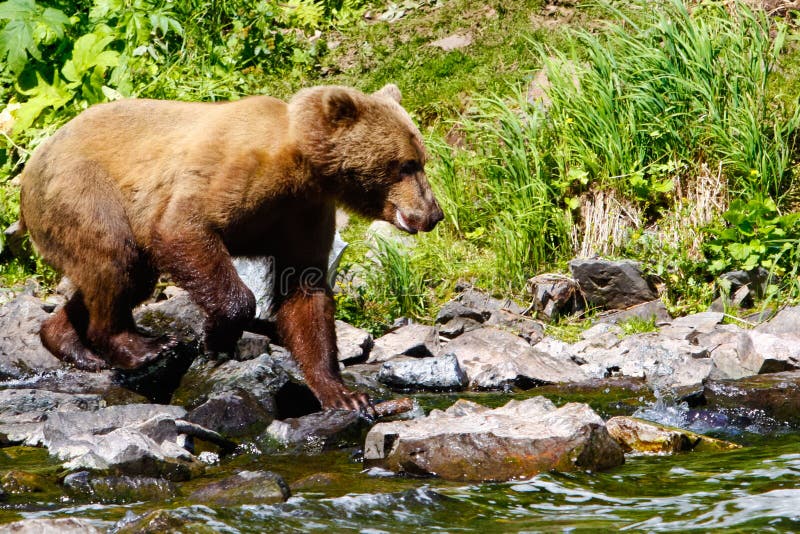 Alaska Brown Grizzly Bear Looking for Salmon