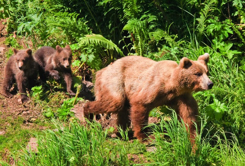 Alaska Brown Grizzly Bear with Twin Cubs