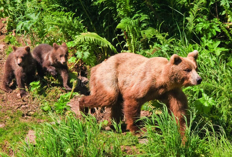 Alaska Brown grizzly niedźwiedź z Bliźniaczy Cubs zdjęcia royalty free Alaska Brown grizzly niedźwiedź z Bliźniaczy Cubs zdjęcia royalty free