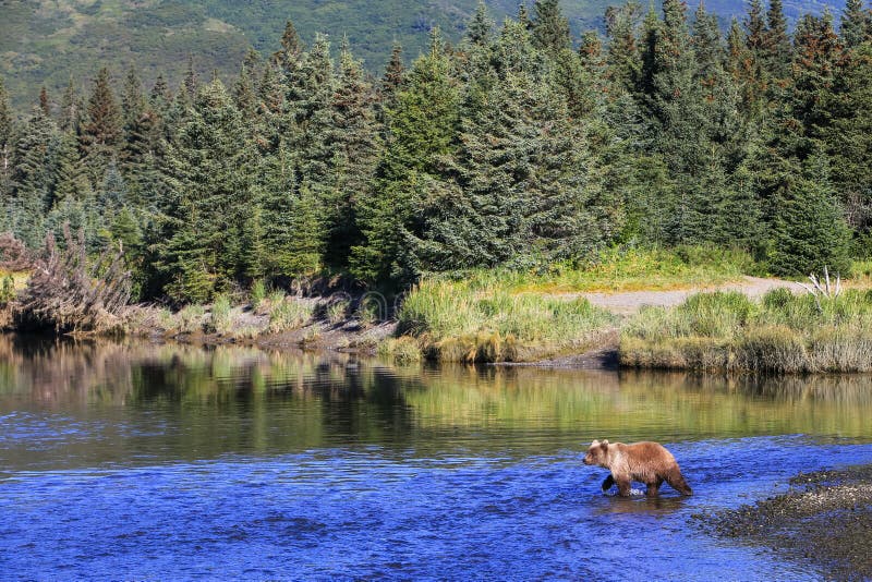 Alaska Brown niedźwiedzia Srebnego łososia zatoczki Clark Jeziorny park narodowy