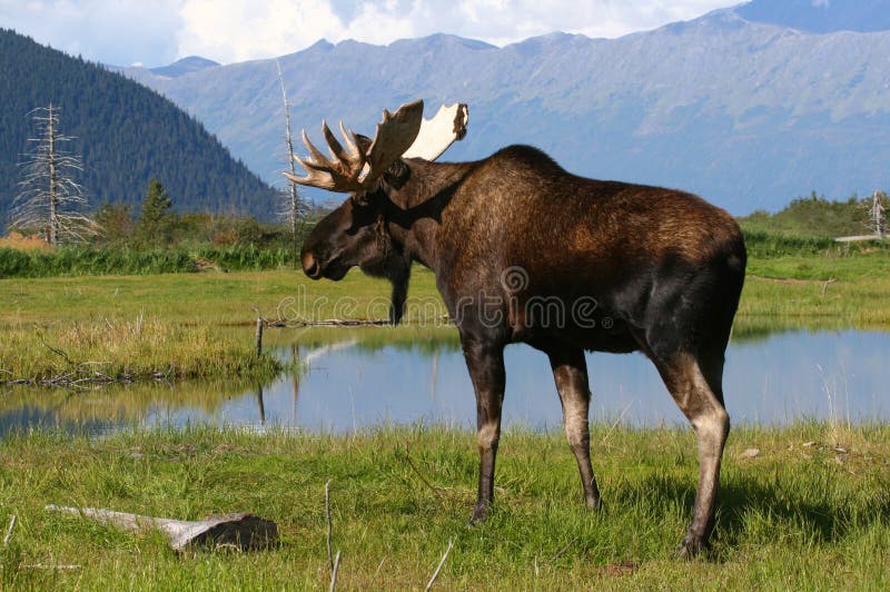 Alaska byka łoś amerykański góry blisko pond
