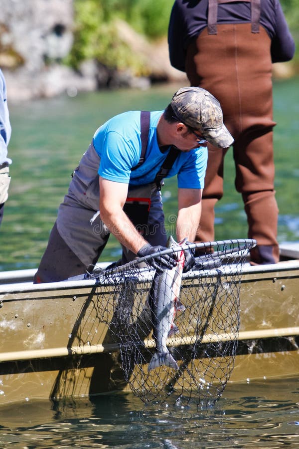 A guide working at Wolverine Creek where it empties into Big River Lake, unhooking a fresh sockeye salmon he just caught in the landing net for one of his clients. Fishing, especially for salmon, is one of the main tourism draws for both visitors and residents alike and is an important economic driver throughout Alaska. Visitors in this photo are fishing for Sockeye salmon where Wolverine Creek runs into Big River Lake. This popular summer tourism destination allows the few visitors lucky enough to take excursions from Kenai and Soldotna on the Kenai Peninsula to visit Wolverine Creek to not only fish for salmon, but to see bears fishing for salmon themselves. A guide working at Wolverine Creek where it empties into Big River Lake, unhooking a fresh sockeye salmon he just caught in the landing net for one of his clients. Fishing, especially for salmon, is one of the main tourism draws for both visitors and residents alike and is an important economic driver throughout Alaska. Visitors in this photo are fishing for Sockeye salmon where Wolverine Creek runs into Big River Lake. This popular summer tourism destination allows the few visitors lucky enough to take excursions from Kenai and Soldotna on the Kenai Peninsula to visit Wolverine Creek to not only fish for salmon, but to see bears fishing for salmon themselves.