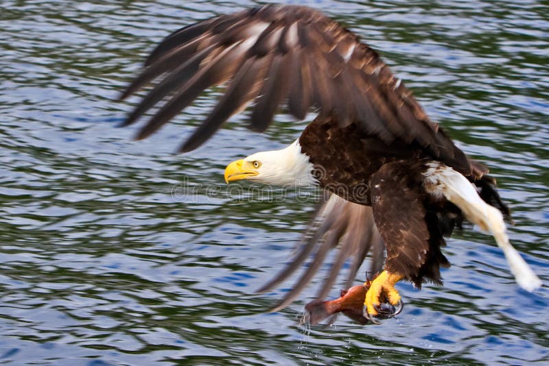 A mature Bald Eagle right after catching a fish off the surface of the water near Ketchikan, Alaska. The American Bald Eagle is a symbol of power, strength, freedom and wilderness in America. Bald Eagles are commonly found throughout coastal Alaska in places like Ketchikan, Sitka, and Homer. A mature Bald Eagle right after catching a fish off the surface of the water near Ketchikan, Alaska. The American Bald Eagle is a symbol of power, strength, freedom and wilderness in America. Bald Eagles are commonly found throughout coastal Alaska in places like Ketchikan, Sitka, and Homer.