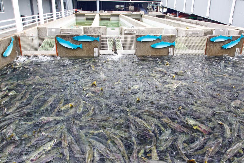 Hundreds of Chum Salmon in a concrete holding pen at the fish hatchery in Juneau, Alaska. It is a population attraction for the many cruise ship passengers that visit Juneau each year. Hatcheries such as this one are located throughout Alaska in an effort to support and supplement the native populations. This helps both recreational and commercial fisheries which are critical to the culture and economy of Alaska. They also allow scientists to study various salmon species and learn more about them. Hundreds of Chum Salmon in a concrete holding pen at the fish hatchery in Juneau, Alaska. It is a population attraction for the many cruise ship passengers that visit Juneau each year. Hatcheries such as this one are located throughout Alaska in an effort to support and supplement the native populations. This helps both recreational and commercial fisheries which are critical to the culture and economy of Alaska. They also allow scientists to study various salmon species and learn more about them.