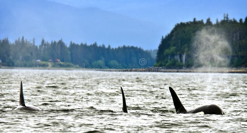 alaska orcas royaltyfria bilder alaska orcas royaltyfria bilder