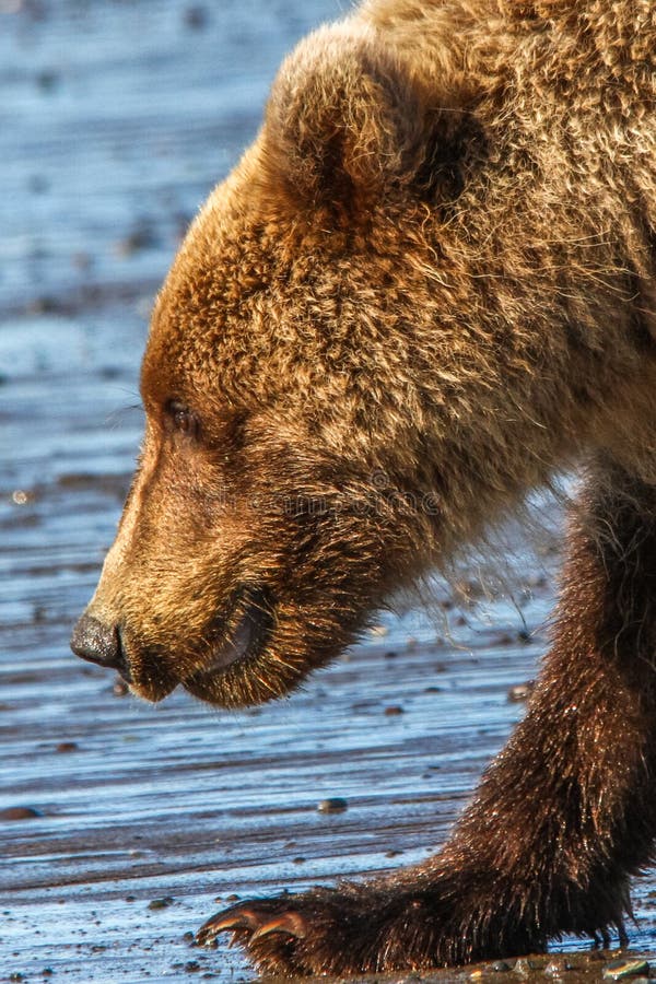 Alaska See Clark Brown Bear Cub Portrait stockfotos Alaska See Clark Brown Bear Cub Portrait stockfotos