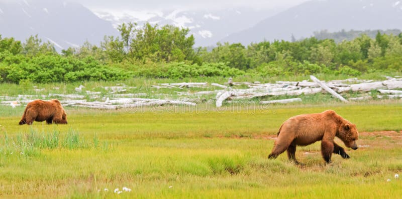Alaska två bruna Grizzlybjörnar i en äng royaltyfria foton Alaska två bruna Grizzlybjörnar i en äng royaltyfria foton