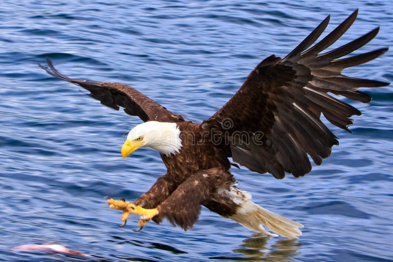 A mature Bald Eagle swooping in and catching a fish off the surface of the water near Ketchikan, Alaska. The American Bald Eagle is a symbol of power, strength, freedom and wilderness in America. Bald Eagles are commonly found throughout coastal Alaska in places like Ketchikan, Sitka, and Homer. A mature Bald Eagle swooping in and catching a fish off the surface of the water near Ketchikan, Alaska. The American Bald Eagle is a symbol of power, strength, freedom and wilderness in America. Bald Eagles are commonly found throughout coastal Alaska in places like Ketchikan, Sitka, and Homer.