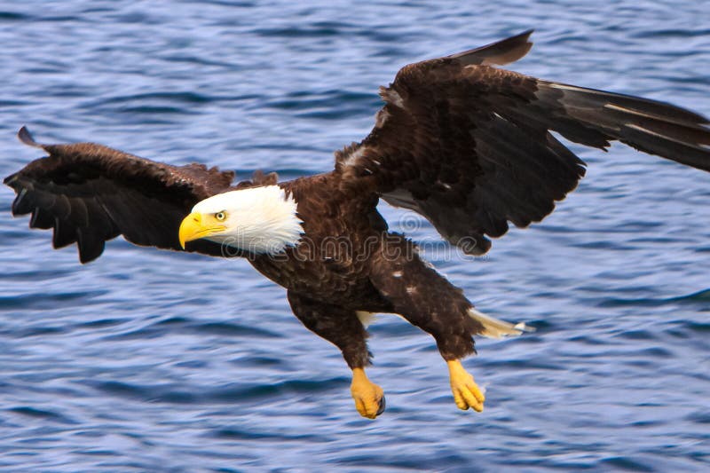 A mature Bald Eagle swooping in to catch a fish off the surface of the water near Ketchikan, Alaska. The American Bald Eagle is a symbol of power, strength, freedom and wilderness in America. Bald Eagles are commonly found throughout coastal Alaska in places like Ketchikan, Sitka, and Homer. A mature Bald Eagle swooping in to catch a fish off the surface of the water near Ketchikan, Alaska. The American Bald Eagle is a symbol of power, strength, freedom and wilderness in America. Bald Eagles are commonly found throughout coastal Alaska in places like Ketchikan, Sitka, and Homer.