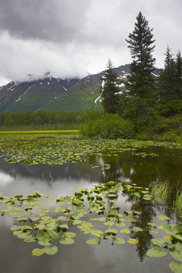Alaska wetland royalty free stock photo