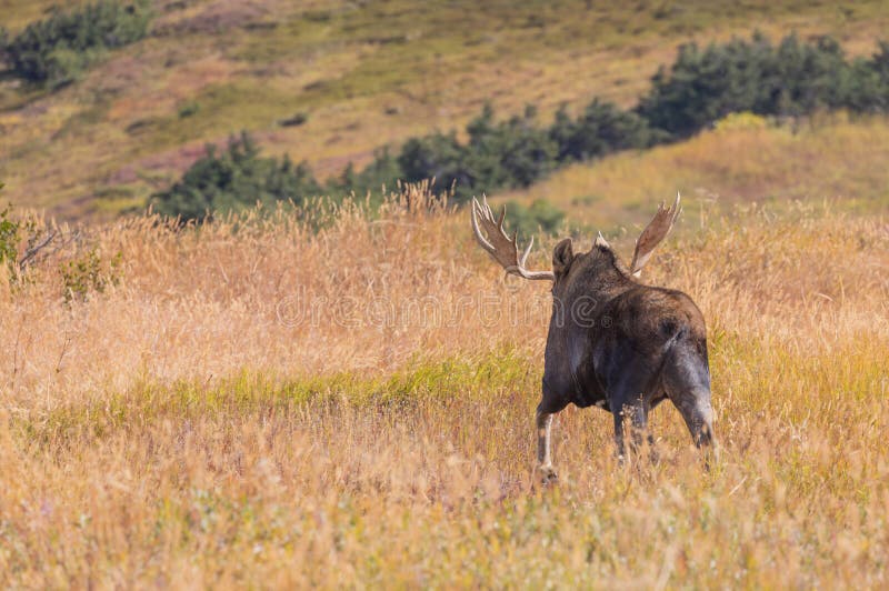 Alaska Yukon Bull Moose in Fall in Alaska royalty free stock image Alaska Yukon Bull Moose in Fall in Alaska royalty free stock image