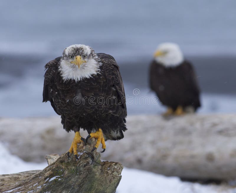 Alaskan Bald Eagle on log with snow and water. Log animal stock images, royalty-free photos and pictures