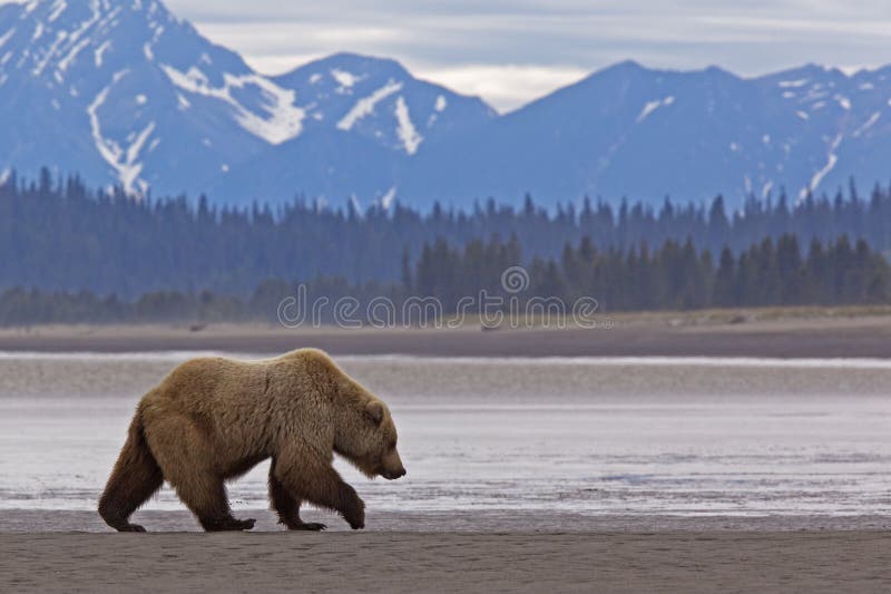 Alaskan grizzly brown bear walking wildlife mountains