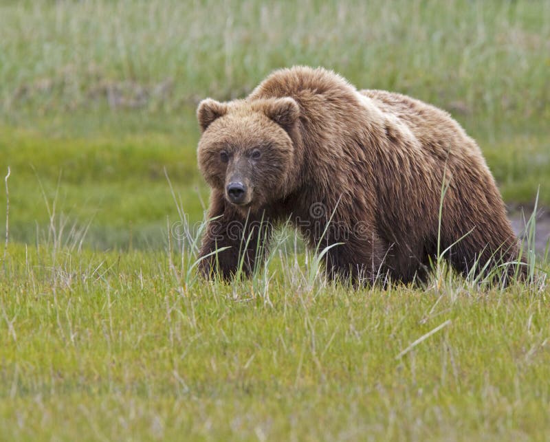 Alaskan brown bear grizzly boar