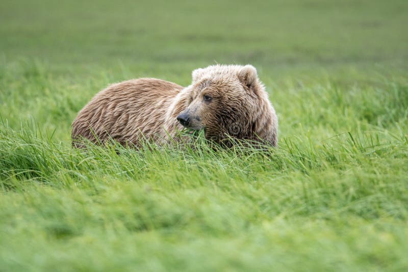 Alaskan brown bear feeding stock image. Image of green 252176677