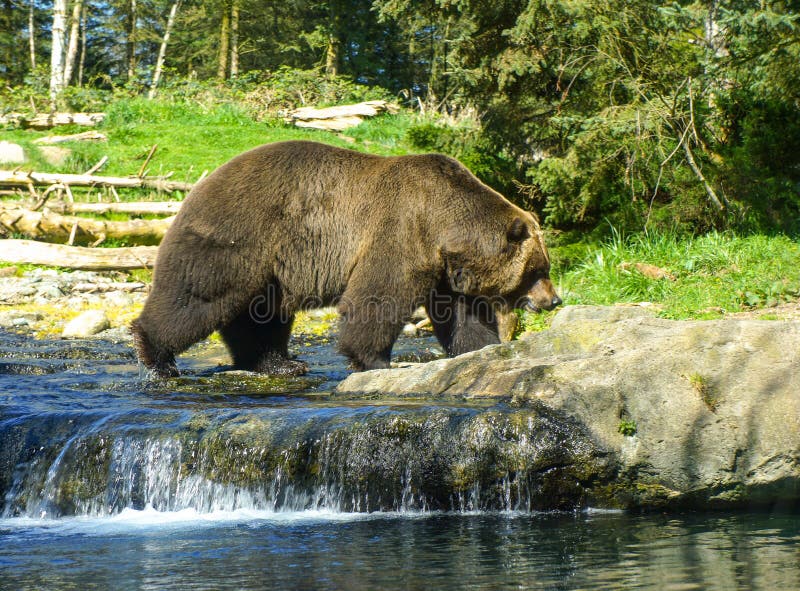 Alaskan Brown Kodiak Bear