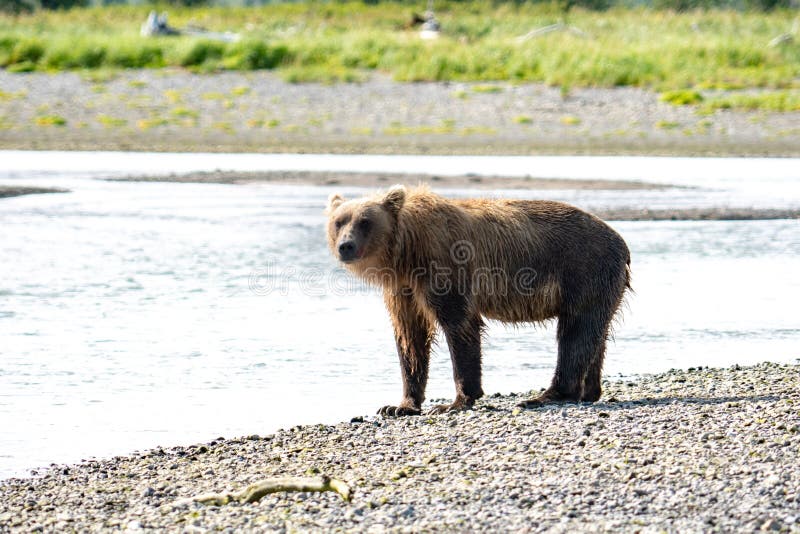 Alaskan Coastal Brown Bear grizzly searches for fish in a river in Katmai National Park, sitting on a sandbar