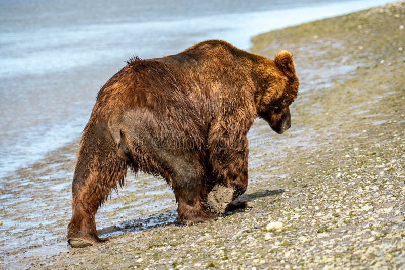 Alaskan Coastal Brown Bear Grizzly Walks Along the Beach at Katmai ...