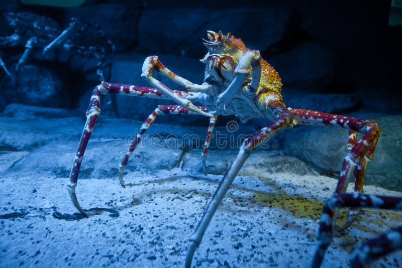 Big Alaskan Crab Specimen in Underwater Tank Stock Photo Image of