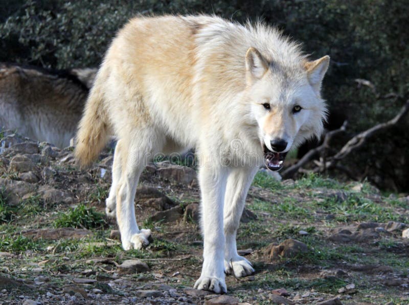 Alaskan Gray Wolf Canis Lupis Stock Photo - Image of beautiful, canis ...