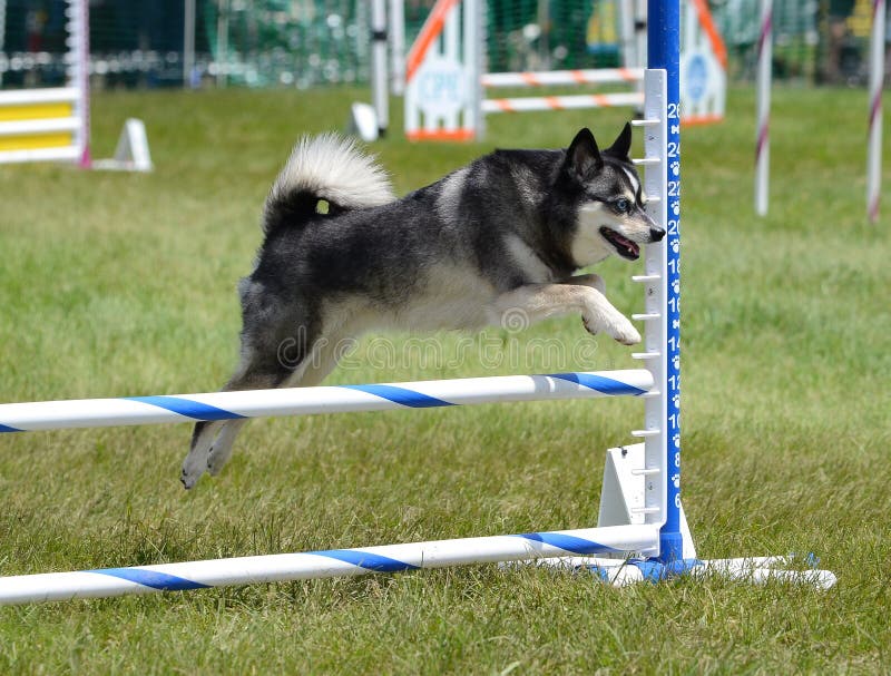 Alaskan Klee Kai - Dog Breed Information