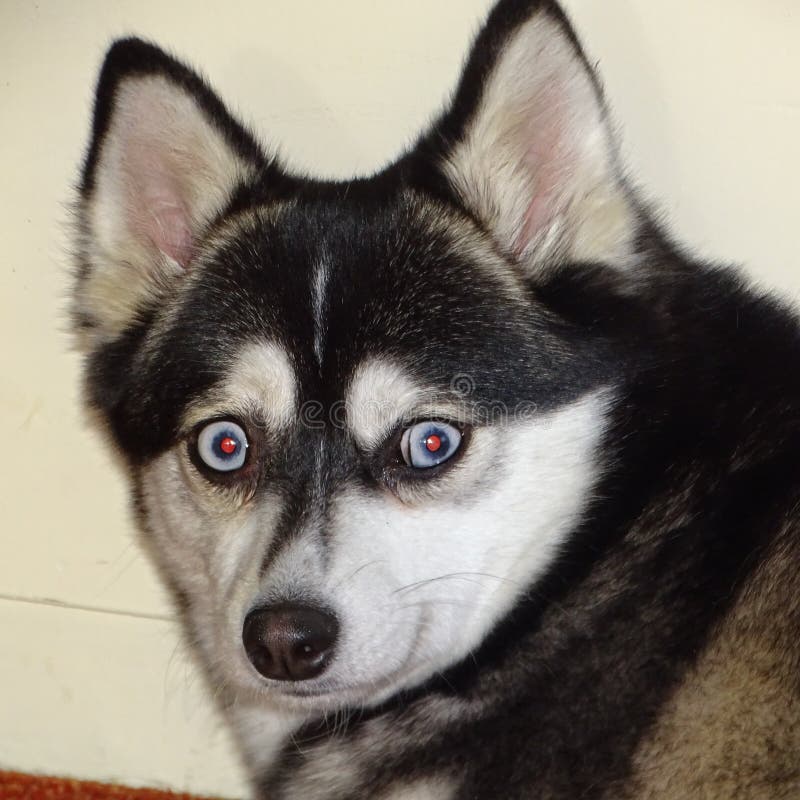 Alaskan Klee Kai Dog. Mini Husky Stock Photo - Image of forest, husky:  151735770