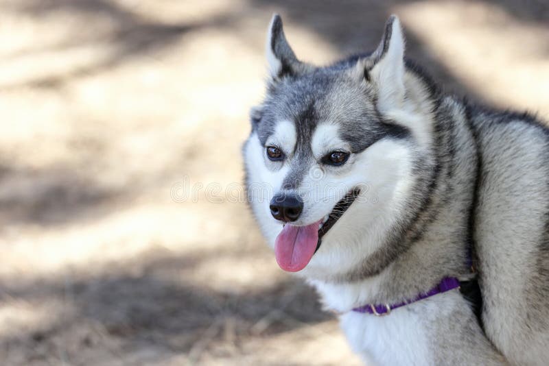 Alaskan Klee Kai Dog. Mini Husky Stock Photo - Image of forest, husky:  151735770