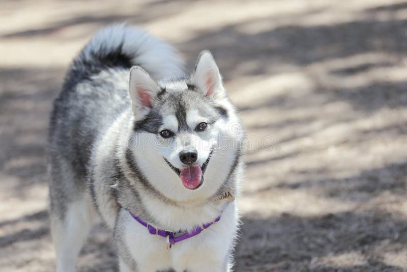 Alaskan Klee Kai Dog Breed Pictures, 1