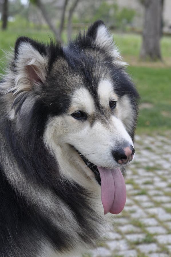 Alaskan Malamute