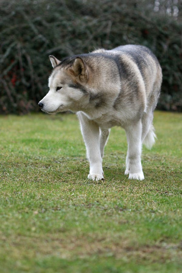 Alaskan malamute